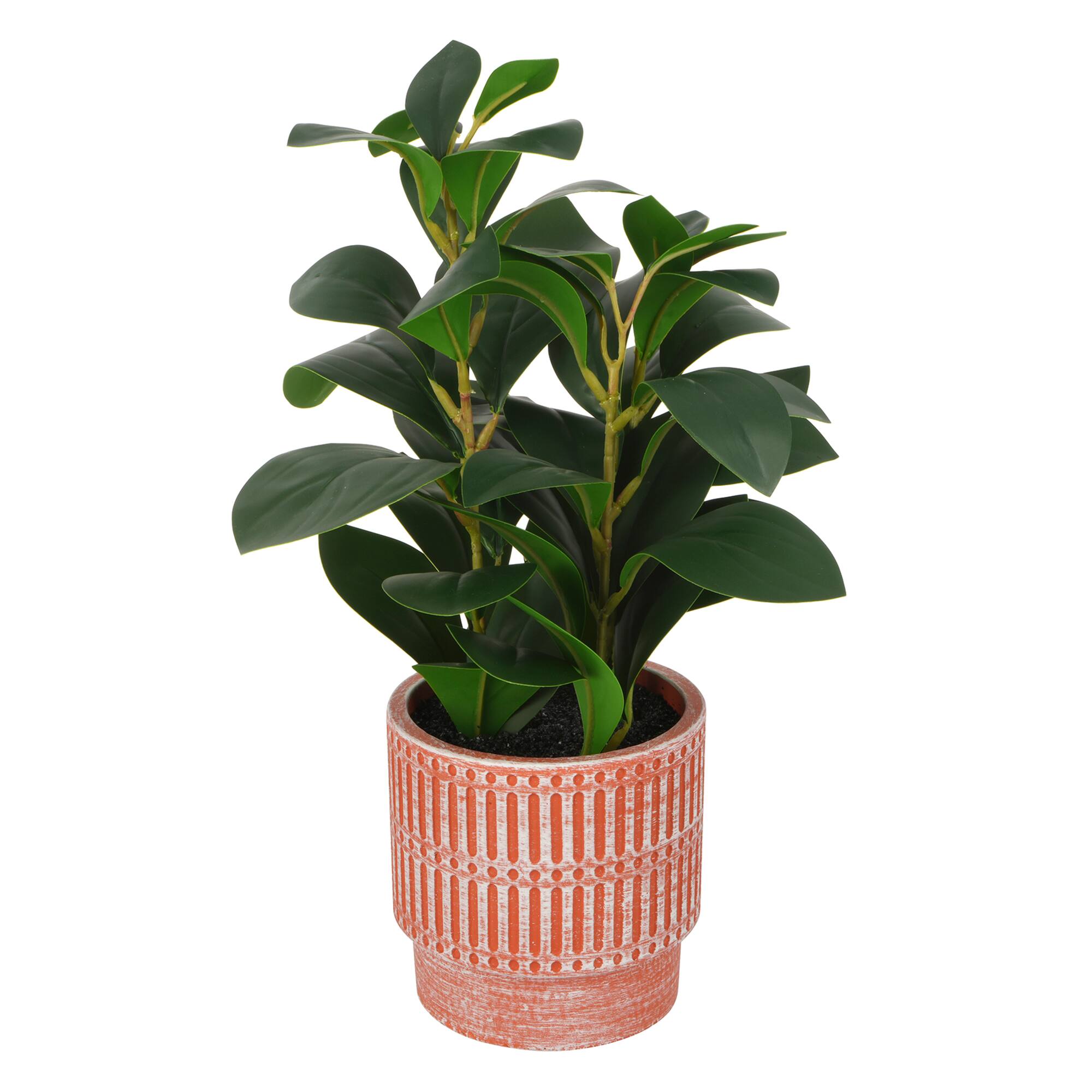 13" Potted Rubber Plant by Ashland®